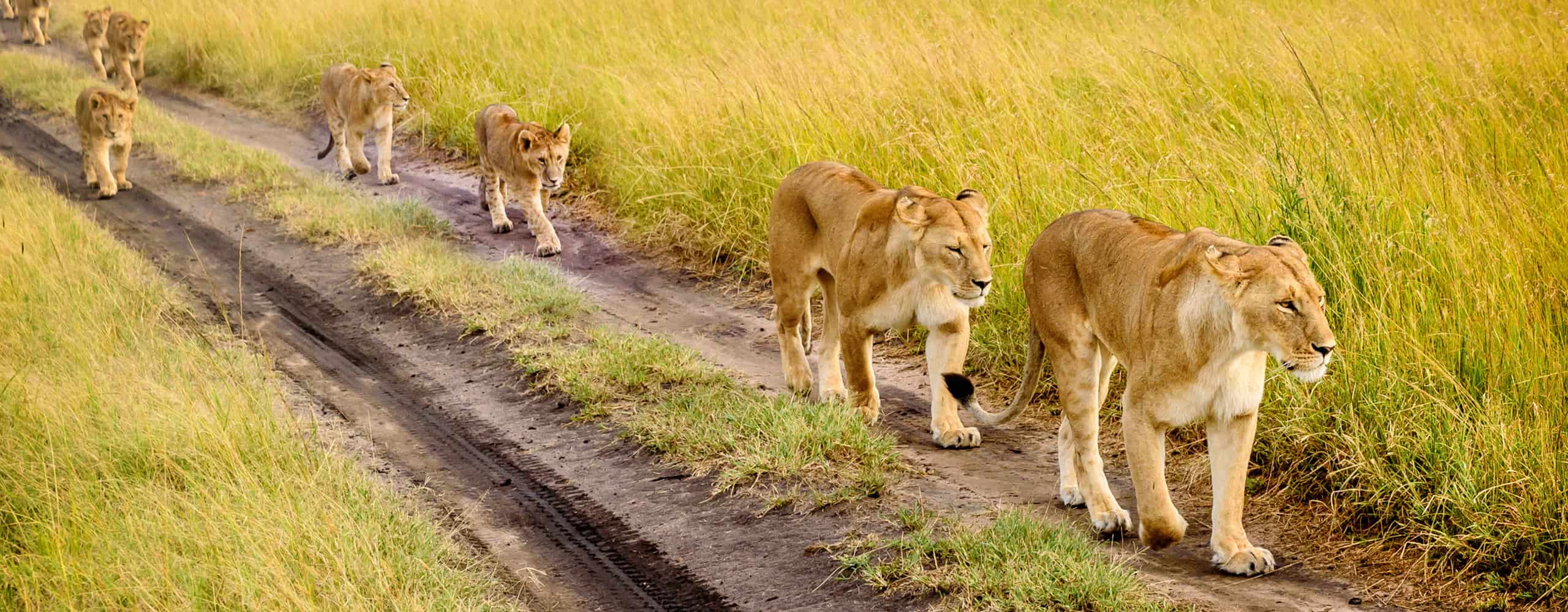 Lions In The Serengeti, Tanzania